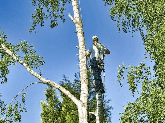 Wilson Tree Service